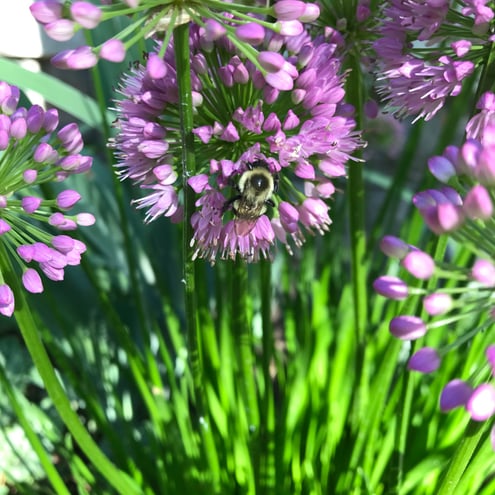 Allium: bumblebee