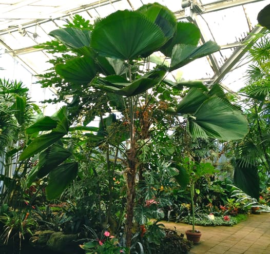 Licuala in greenhouse