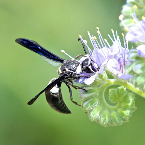 Monobia quadridens      Mason wasp