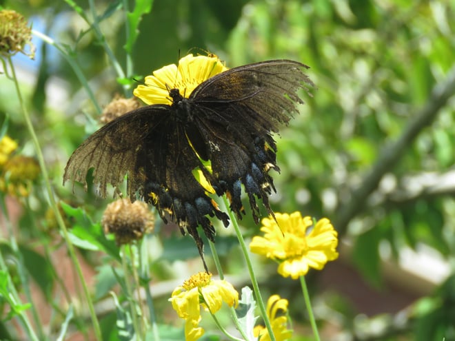 Tattered wings of Dark Eastern Swallowtail on False Sunflower ...