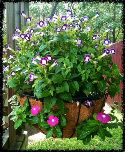 Torenia & Vinca Basket photo by bloomingrace on Garden Showcase