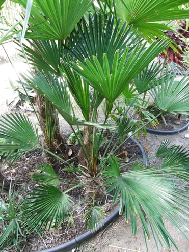 Trachycarpus wagnerianus... now THIS one would probably be a good Acton palm... move?