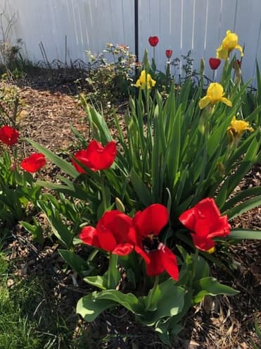 Red tulips and yellow iris