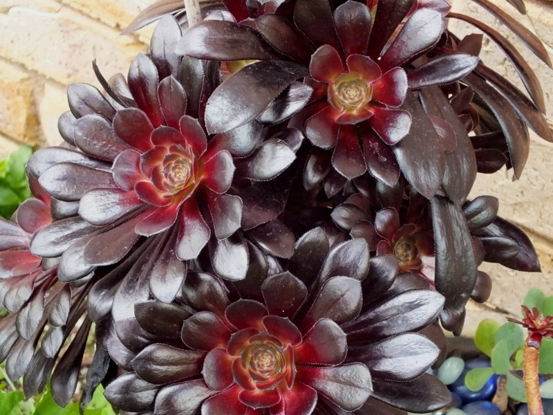 Aeonium arboreum 'Zwartkop' photo by RosinaBloom on Garden Showcase