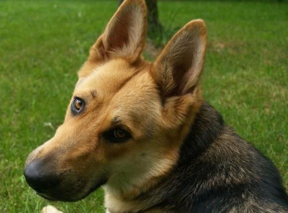 Zoey our German Shepherd
