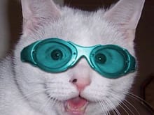 cat goggles