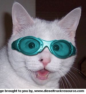 cat goggles