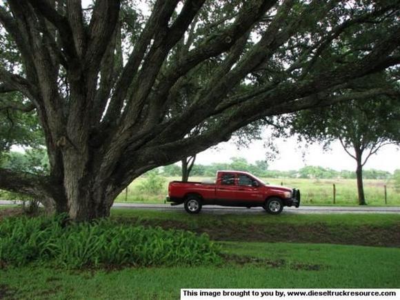 Big tree