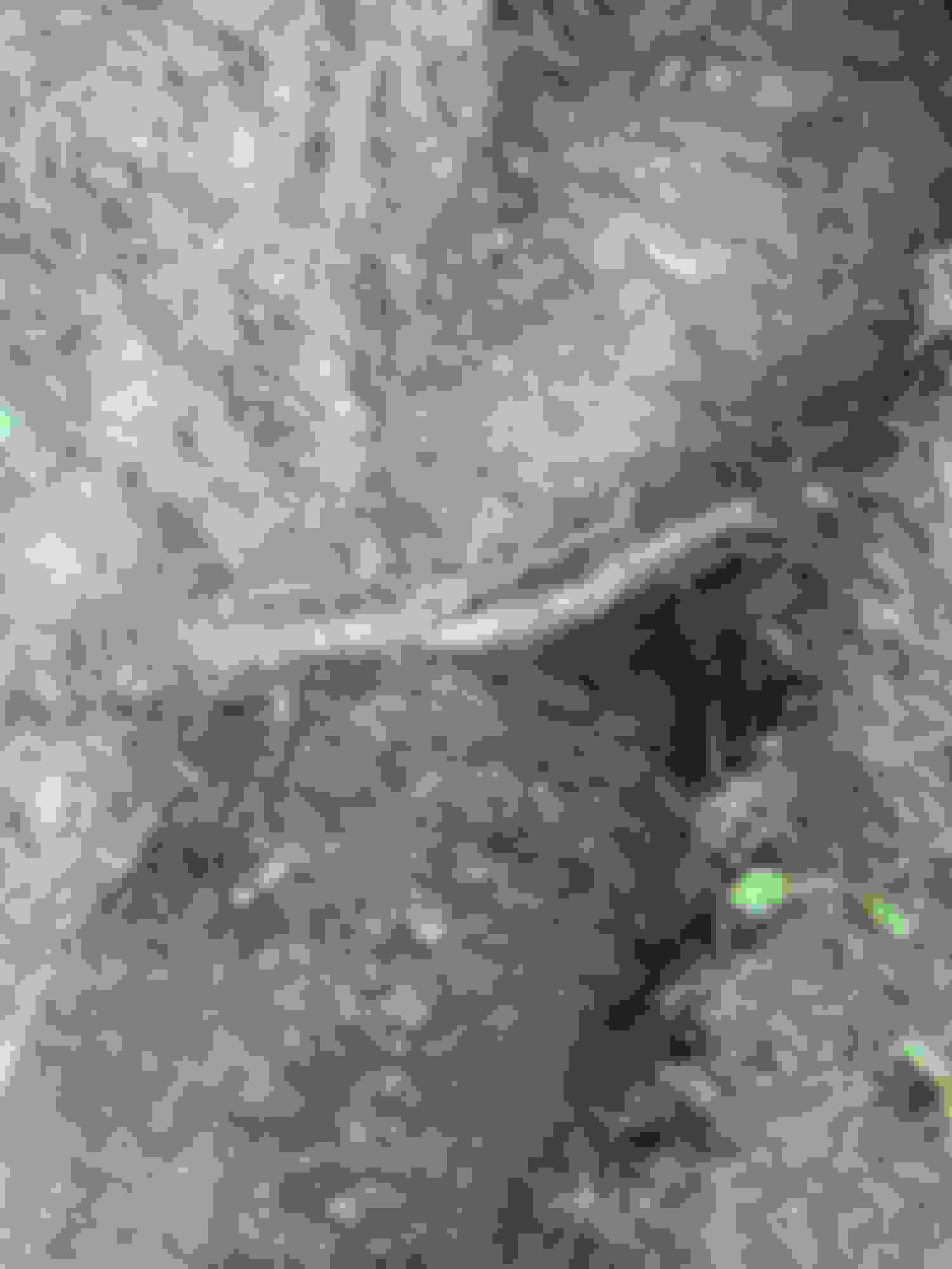 Will Cutting these Roots Kill My Tree? Community Forums