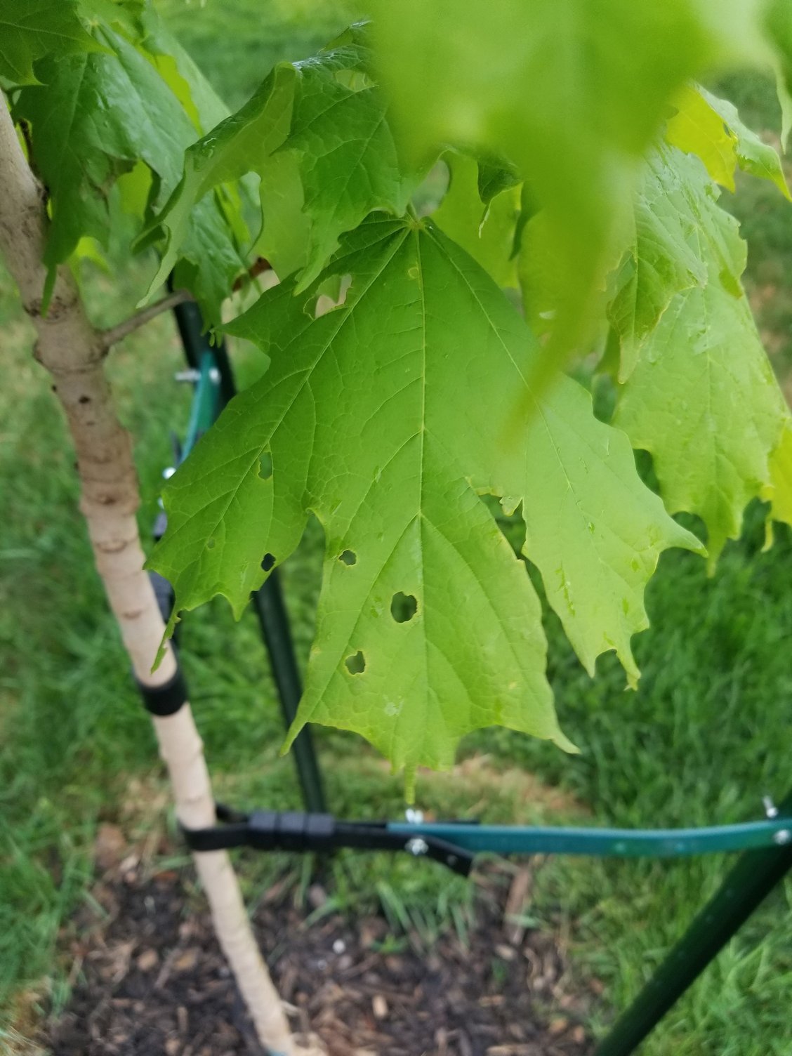 Holes in Maple tree leaves Community Forums