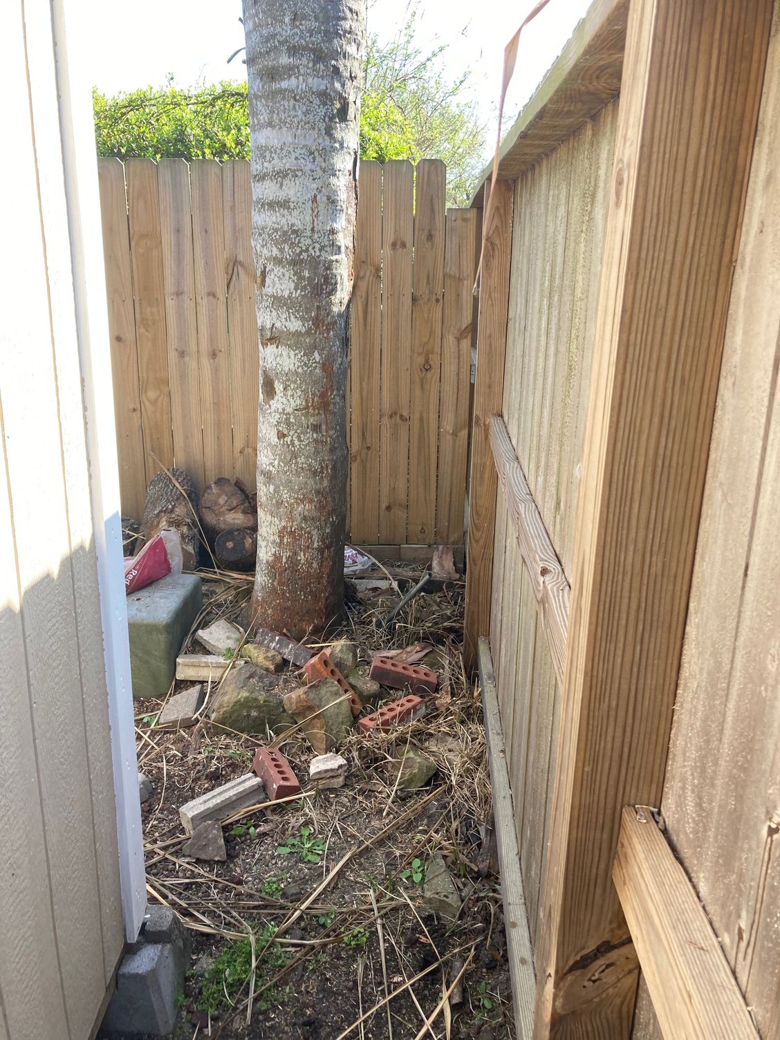 Is this date palm tree dead or dying? Community Forums