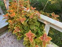 Our Coleus are looking great this year. Too bad they are annuals. They will be gone as soon as the cold arrives. We plant them every year, excellent shade plants.