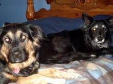 my girls..sally the rot shepard mix..rescued from a crack house my by son in law..hes a cop..and nikki..shes 16 yrs old