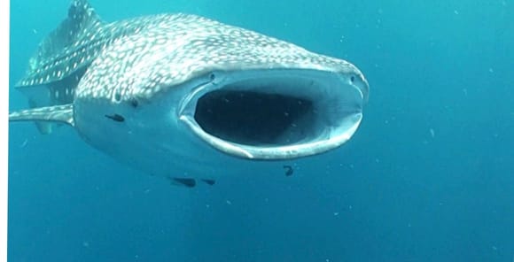 Is it just me or doesn’t a whale sharks mouth remind you of the front end of every new Lexus, Acura, Toyota sedan and even Fords. Seems like everything has the same gaping, ground level grille opening these days.
