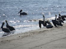 Pelicans waiting for food.