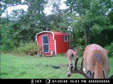 deer cam 104