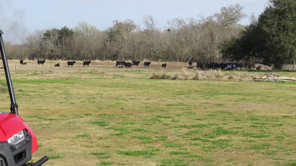 Neighbors cattle.