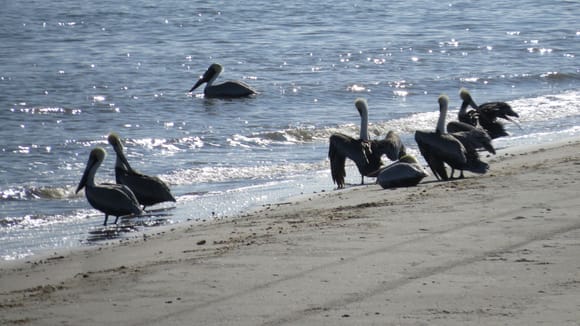 Pelicans waiting for food.