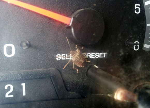 STINK BUG!!!