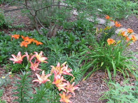 IMG 0903

Lilies
