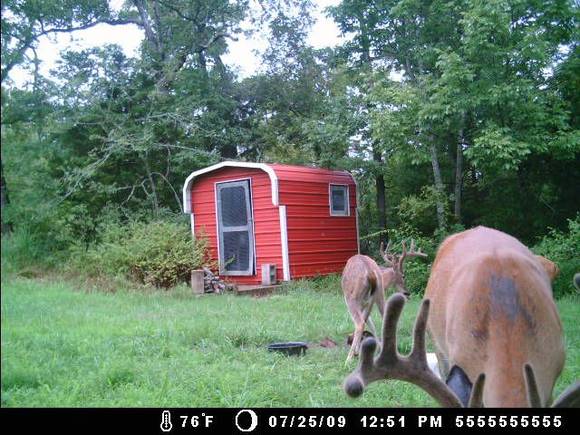 deer cam 104