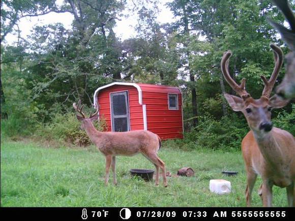 deer cam 092