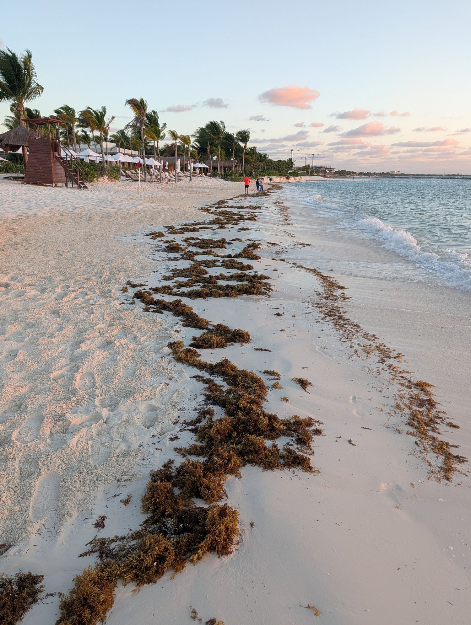 Sargassum in the mornings, but they do a good job of cleaning it up.
