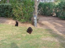 Cat around the house