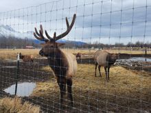Elk