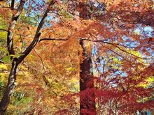 Example of the autumn colours