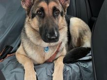 A very unhappy Gumbo