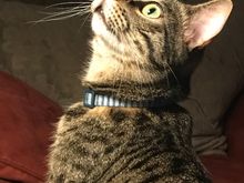 Apollo says he will defend me from the sky raisin.