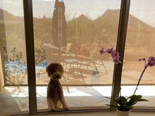 Poppy wanted to be outside but she wanted to make sure that she missed nothing going on inside!