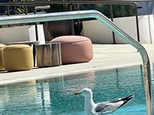 Unregistered guest