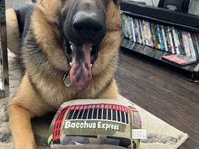 Gumbo loved his NOLA souvenir 