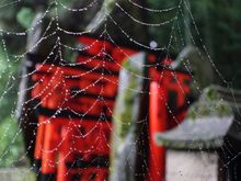 Web