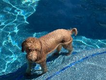 Poppy keeping cool