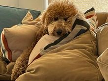 It’s not easy being Poppy!