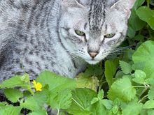 Anpu thinks he’s hiding in the catnip 