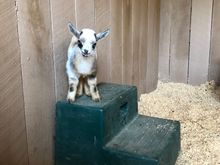 Meet Zoomie
She belongs to son and wife
