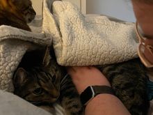 If I don’t blink, mama won’t know I’m under this blanket. - Fred