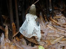 Shroom