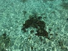 Dolphin Coral at Spa