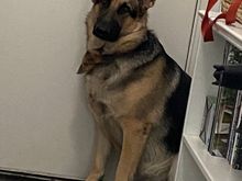 Cutest Shepard. 