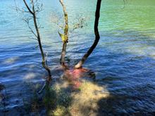 Cool Pink Algea 