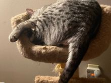 Cat or monkey, you decide.