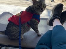 Super Anpu has been supervising the tornado clean up.