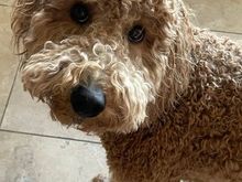 Poppy is getting ready for her summer haircut. 