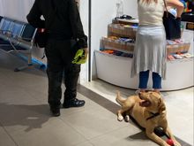 Policia dog sniffing everywhere. Friendly. 