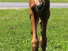 Daughter-in-law’s mare had this foal about 6 hrs before photo. A little problem at birth and oxygen required is reason for bandage. Both mare and foal are well and I’m seeing them on weekend.